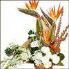 Radiant Hope - Click here to View more details about this Product